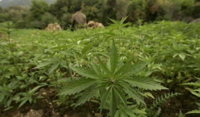 Droogte in Marokko kan prijsstijging cannabis veroorzaken