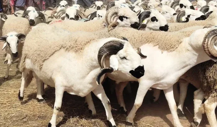 Annulering Eid ul-Adha in Marokko, miljarden verloren