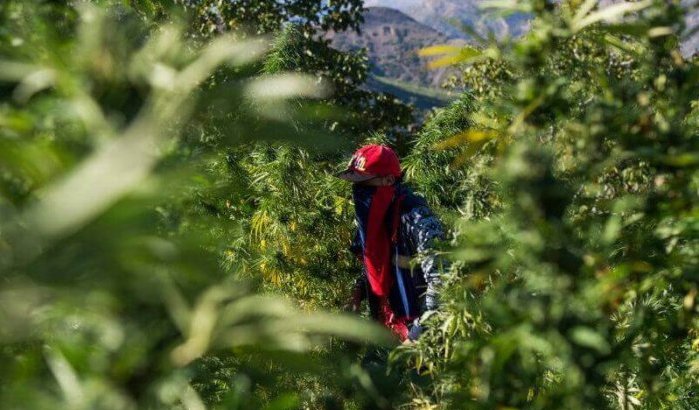 "Kaviaar van de hasj": Belg ontdekt cannabisteelt in Marokko