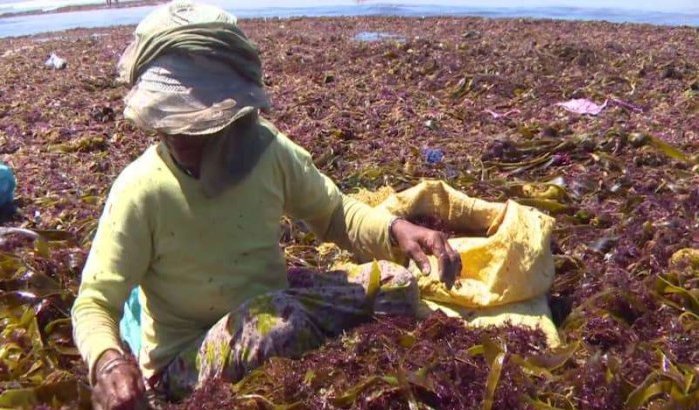 Nederlands bedrijf start zeewierplantage in Marokko