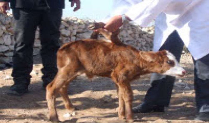 Kalf met zes poten geboren in Essaouira