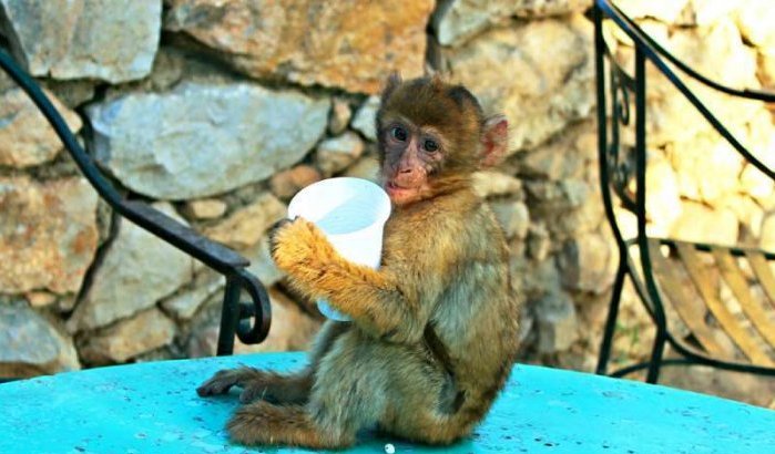 Apen in Marokko slachtoffers hekserij en toerisme