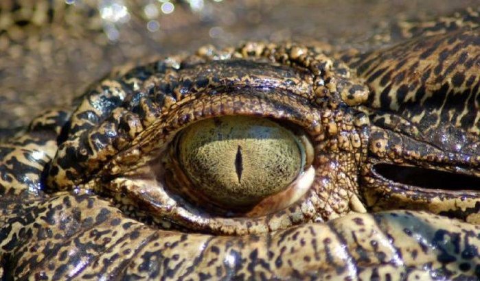 Dierentuin Rabat krijgt krokodillen en giraffen van Nederland en Frankrijk