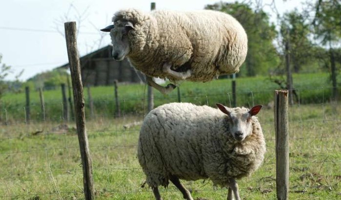 Een schaap kopen om zijn rijkdom te tonen