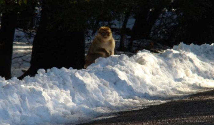 Sneeuw legt deel Marokko lam