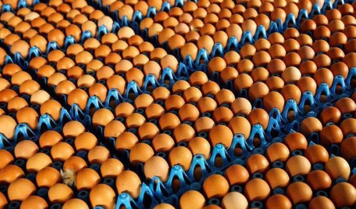Marokko gaat eieren uit Oekraïne invoeren