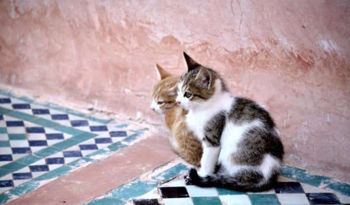 Man vervolgd voor doden kat in Tetouan