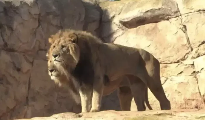 Hittegolf: dieren in dierentuin Rabat onder toezicht (reportage)