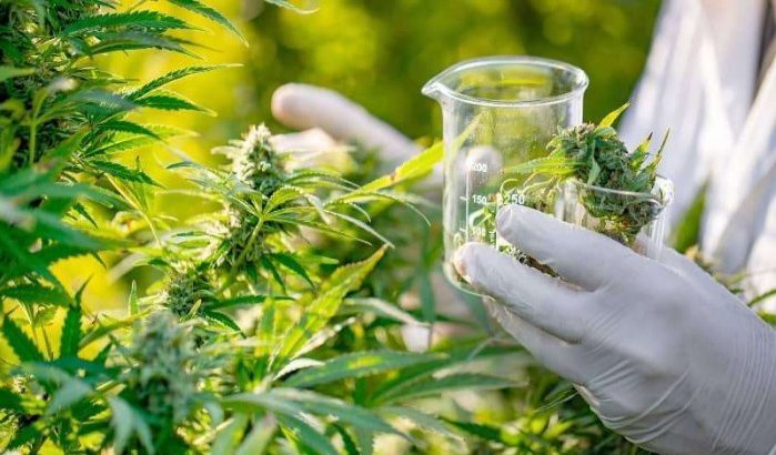 Productie medische cannabis in Marokko binnenkort van start