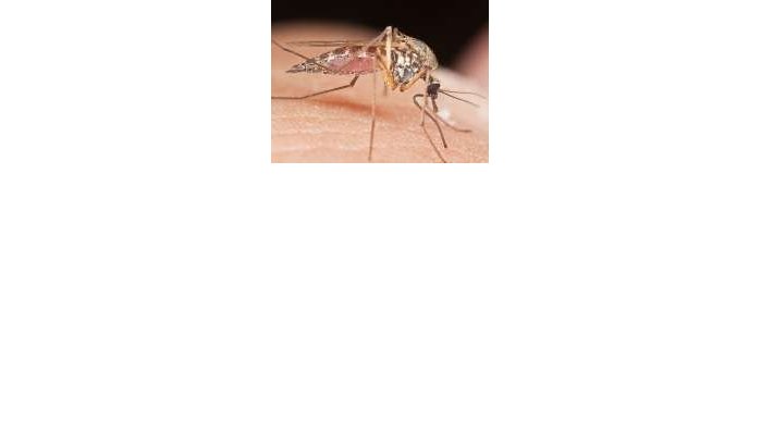 Insecteninvasie in Rabat door warmte