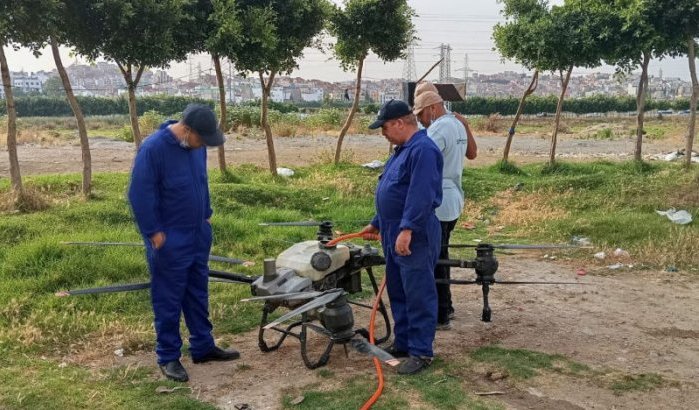 Tanger zet drones in tegen insectenplaag