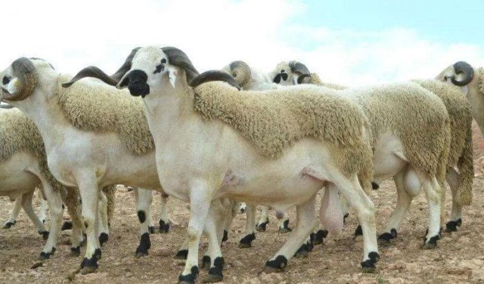 Marokko: tussenpersonen zorgen voor prijsstijging Eid-schapen