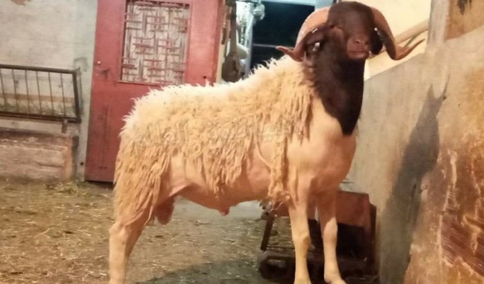 Eid al-Adha: dit is de prijs voor het slachten in Rabat