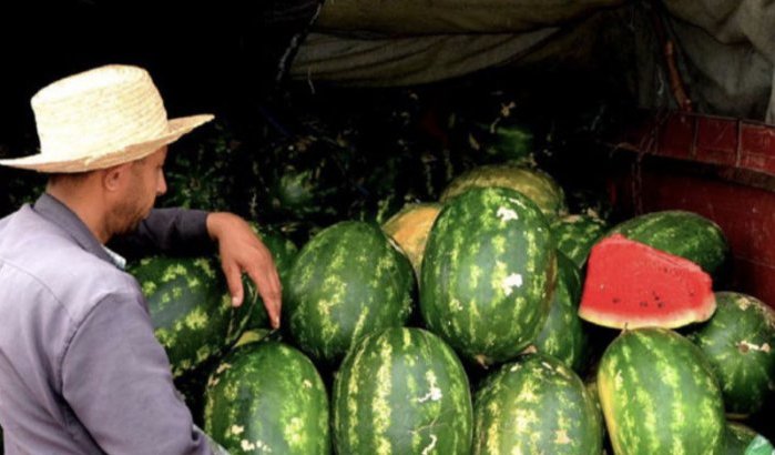 Marokko: watermeloenen opgeofferd om water te besparen?