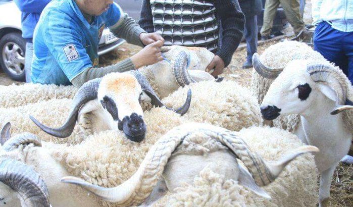 Marokko: strenge maatregelen voor Eid ul-Adha