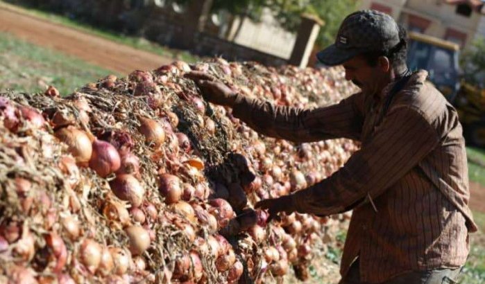 Nederland deelt agrokennis met Marokko