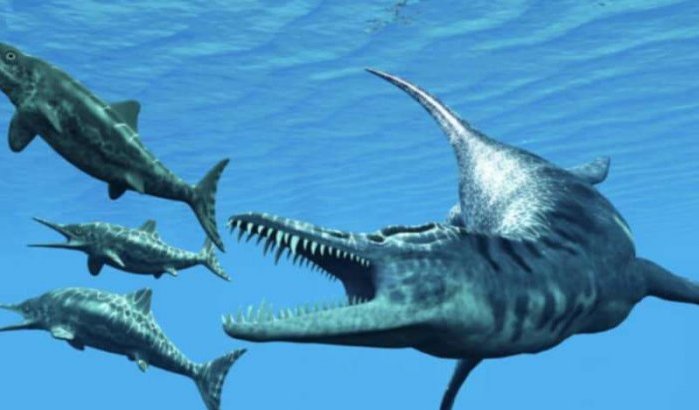 Nieuwe Mosasaurus ontdekt in Marokko