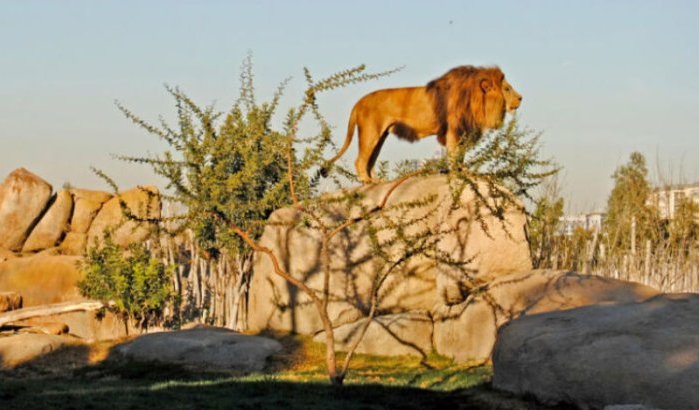 Nieuw leven voor Marokkaanse dierentuin: eerste dieren geleverd 