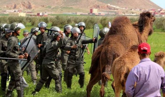Dorpelingen gebruiken vee om bouwproject te stoppen in Nador