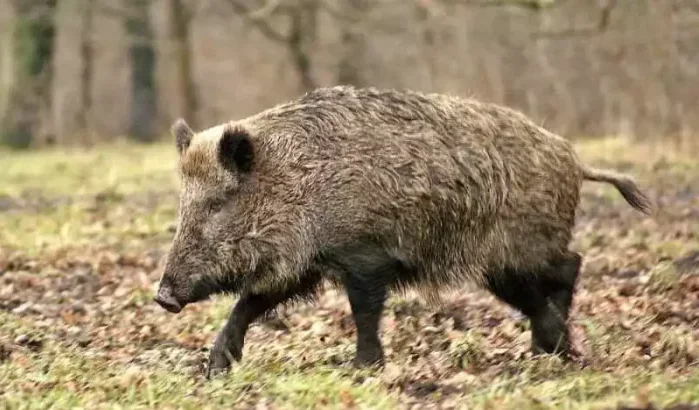 Dodelijke aanval door wilde zwijn in Marokko