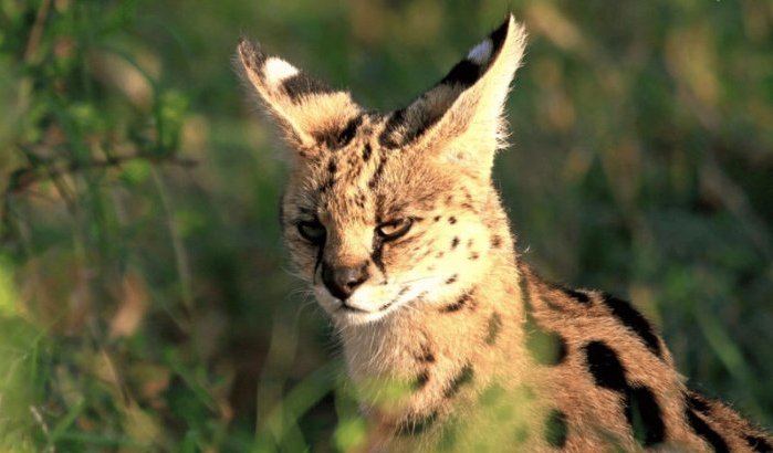 Serval zorgt opnieuw voor paniek in Marokko