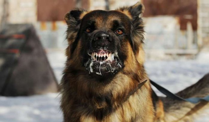Peuter door hond doodgebeten in Agadir