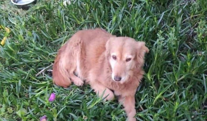 SOS voor Sarah, mishandelde hond in Marokko