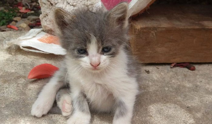 Autoriteiten Rabat redden honderden katten