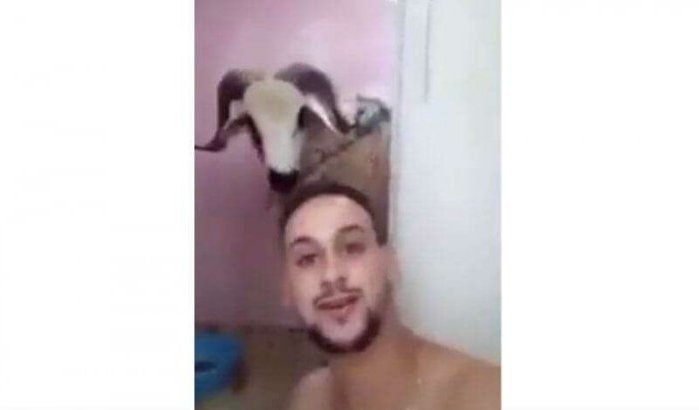 Marokkaan had selfie met schaap beter niet gemaakt... (video)