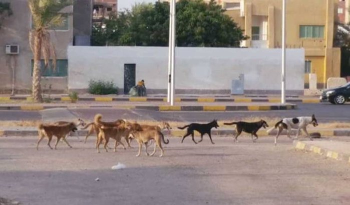 Meisje (5) door zwerfhonden doodgebeten in Agadir