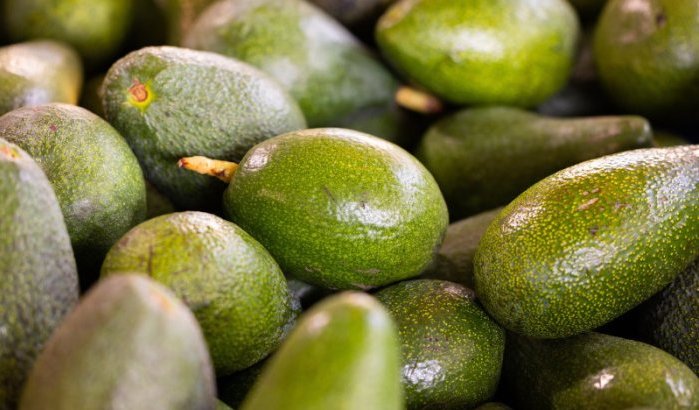 Marokko: record avocado-export, maar aan welke prijs?