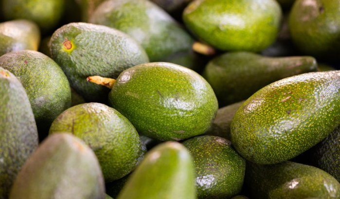Marokko: record avocado-export, maar aan welke prijs?
