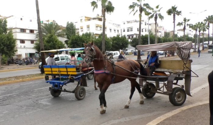 Casablanca verliest strijd tegen karren met trekdieren