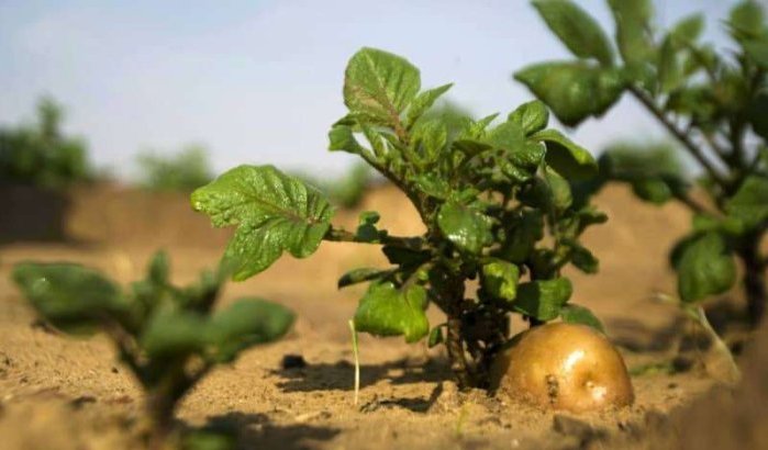 Exportpotentieel Marokko en Israël sterk gegroeid