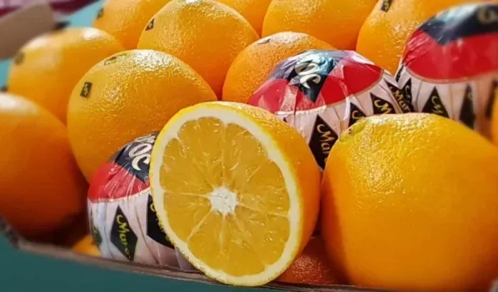 Record sinaasappelexport Marokko naar VS