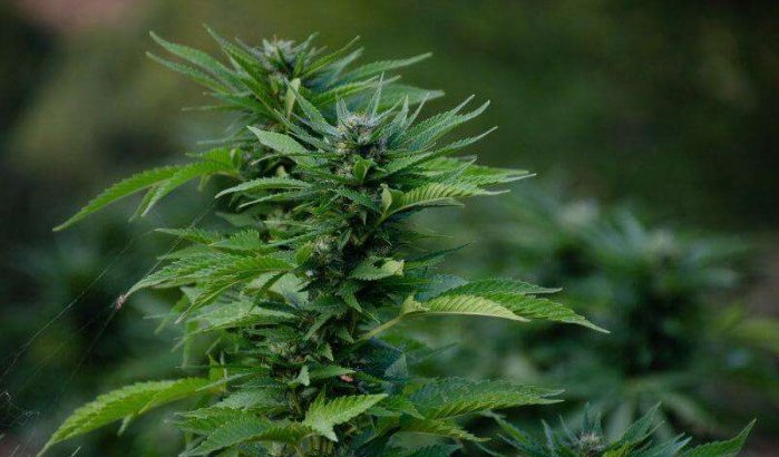 Rif: minder ceder, meer cannabis