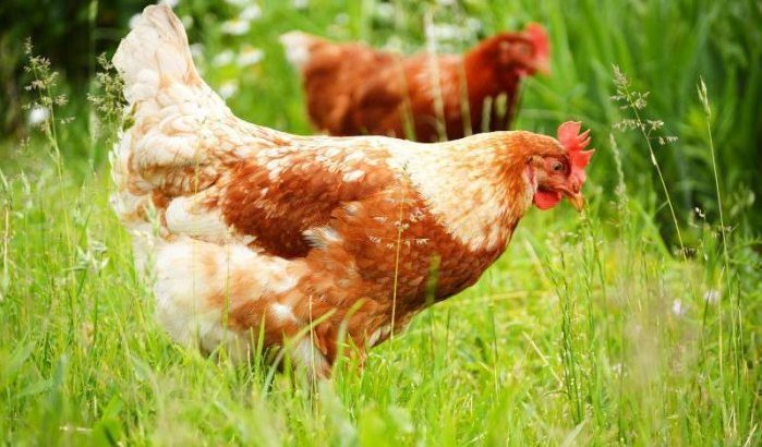 Europese Unie heeft invoer pluimveevlees uit Marokko niet verboden