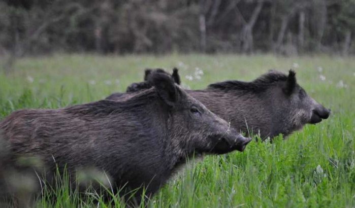 Bejaarde Marokkaan dood na aanval wild zwijn