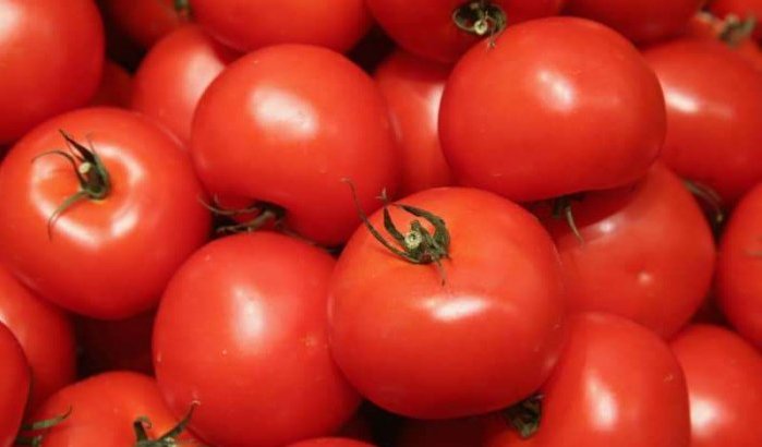 Marokko: prijs tomaten