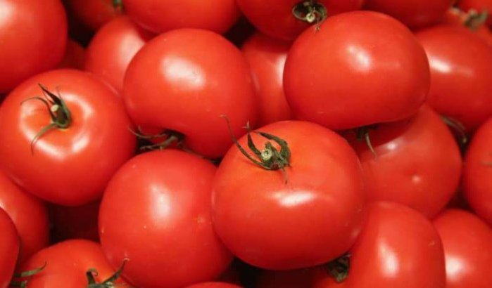 Marokko: hoge prijs tomaten uitgelegd