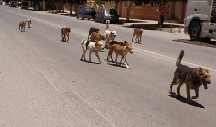 Hondenbeet in Nador? Stad betaalt! 