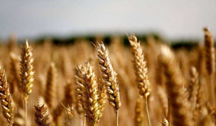 Marokko stelt voorraad graan veilig