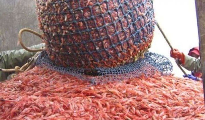 Nederlandse garnalenvissers zonder werk door Offerfeest in Marokko