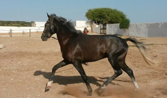 Tanger veilt paarden