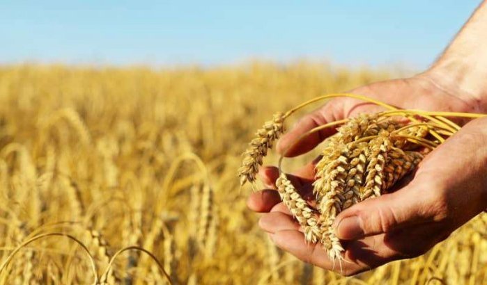 Marokko verliest 79% graanproductie