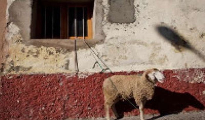 Voldoende schapen en stabiele prijzen voor Eid al-Adha in Marokko