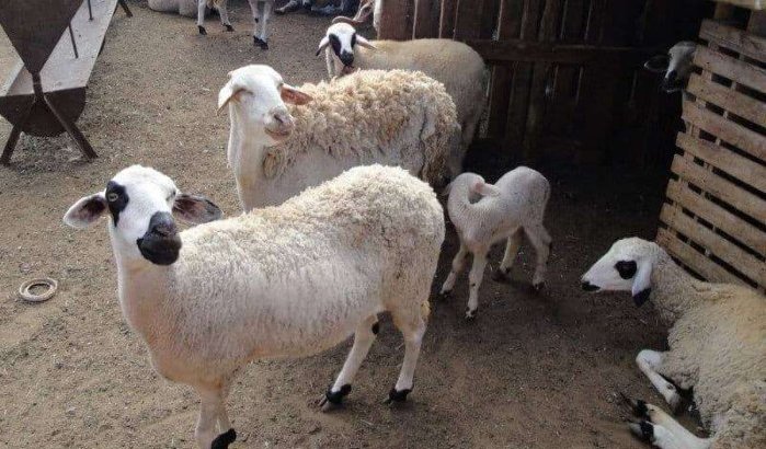 Man doodt vrouw na geschil over schaap voor Eid ul-Adha in Marrakech