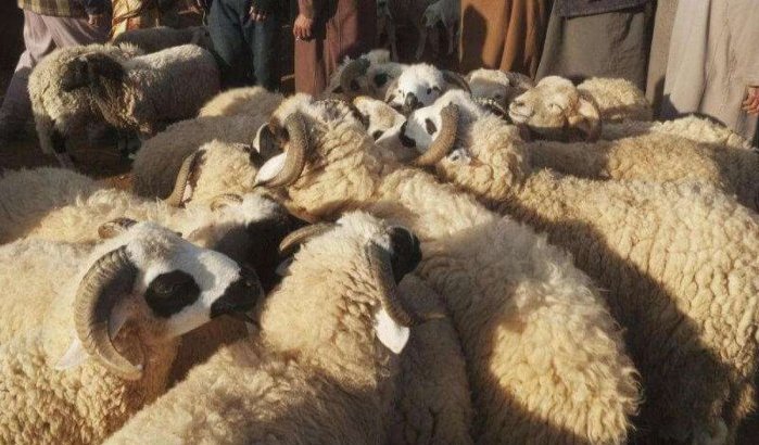 Eid ul-Adha: autoriteiten Tanger nemen radicale beslissing