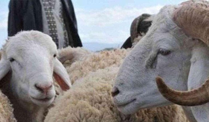 Datum Eid ul-Adha 2020 in Nederland bekend