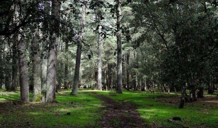 Marokko: duizenden hectares bomen aangeplant